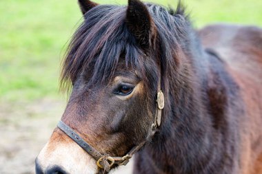 Kırsal bir otlakta küçük siyah ve kahverengi bir atın yakın çekimi.