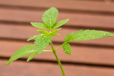 Küçük plastik bir tencereye konmuş küçük bir kenevir fidanı. Ev tıbbı, alternatif tıp, orta marihuana konsepti