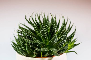 Kaktüs veya Haworthia Fasciata bir demlikte iki tonluk yumuşak bir plana karşı.