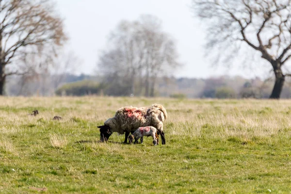 Cordeiro Primavera Bebê Seguindo Depois Sua Mãe Campo Fazenda Suffolk — Fotografia de Stock