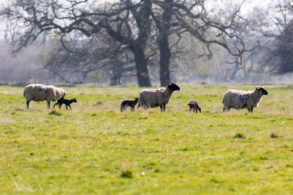 Frühlings Lamm Folgt Seiner Mutter Auf Einem Feld Suffolk Frühjahrskonzept — Stockfoto