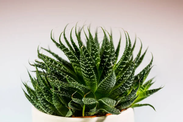 Kaktüs veya Haworthia Fasciata bir demlikte iki tonluk yumuşak bir plana karşı.