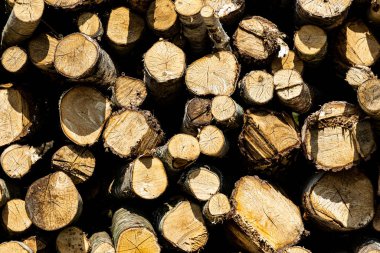 Yığılmış kereste kütükleri ve ağaç gövdeleri koruma amacıyla kesiliyor.