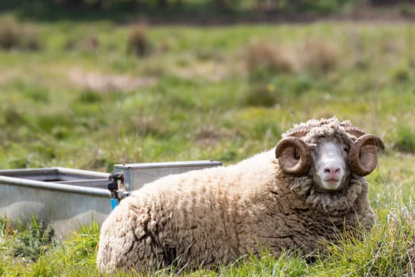 Retrato Uma Ovelha Com Chifres Campo Reino Unido — Fotografia de Stock