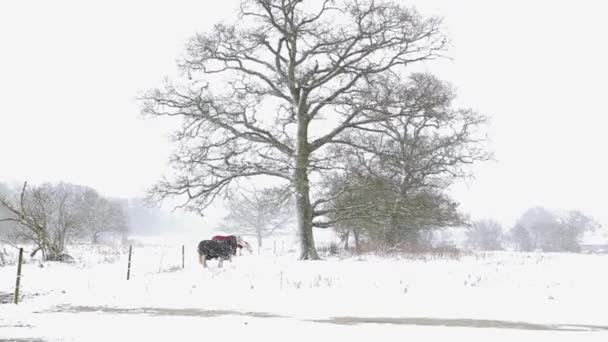 吹雪の中で2頭の馬が木の下に隠れている映像を手に取った 東から来た野獣だサフォーク — ストック動画