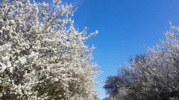 Cherry Floare Primăvară Floare Ușor Suflare Într Briză Într Primăvară — Videoclip de stoc