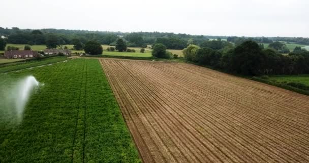 Luchtopname Van Een Aardappelveld Volle Bloei Dat Wordt Besproeid Door — Stockvideo