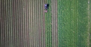 Suffolk kırsalındaki bir patates tarlasında patateslerle patates tepeciğinin havadan görünüşü onları hasat için hazırlıyor.