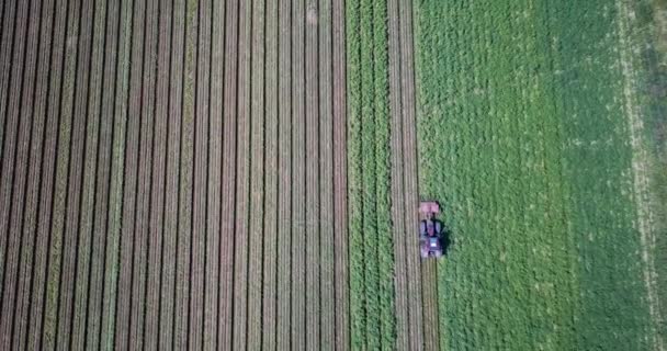 Flygfoto Traktor Hilling Potatis Med Skiva Hiller Potatisfält Suffolk Landsbygden — Stockvideo