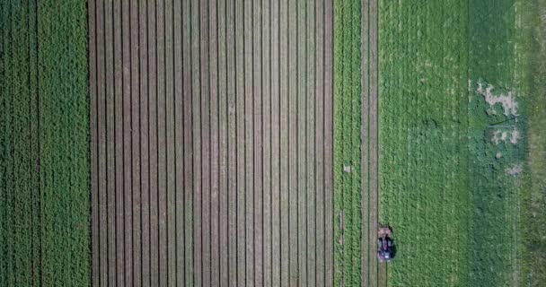 萨福克农村地区马铃薯田里 一辆拖拉机用圆盘挖掘机铲马铃薯 准备收割的空中景象 — 图库视频影像