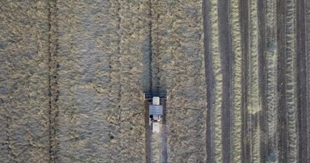 Luftaufnahme Eines Mähdreschers Die Ernte Eines Weizenfeldes Suffolk Industrielles Filmmaterial — Stockvideo
