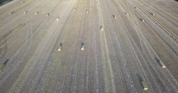 Aerial View Field Hay Bales Straw Bales Harvest Suffolk Countryside — Stock Video