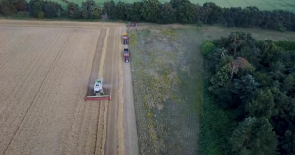 Pemandangan Udara Dari Pemanen Menggabungkan Memotong Ladang Gandum Dengan Traktor — Stok Video