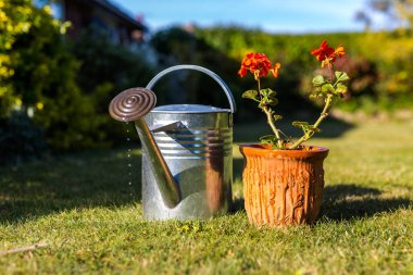 A freshly water bright red flower in a terracotta plant pot with a classic metal watering can sitting to the side with water drops falling the spout