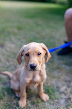 Genç bir Labrador köpeği nasıl oturulacağını ve sahiplerinin bahçesinde kalmayı öğreniyor. Güzel Labrador safkan köpeği, kameraya bakıyor.