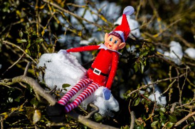 Woodbridge Suffolk İngiltere 11 Şubat 2021: Karlı bir ağaç dalında oturmuş kış güneşinin tadını çıkaran yaramaz bir Noel elfi. Yaramaz, noel, yaramaz elf konsepti