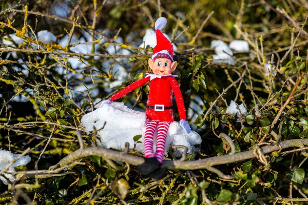 Woodbridge Suffolk İngiltere 11 Şubat 2021: Karlı bir ağaç dalında oturmuş kış güneşinin tadını çıkaran yaramaz bir Noel elfi. Yaramaz, noel, yaramaz elf konsepti