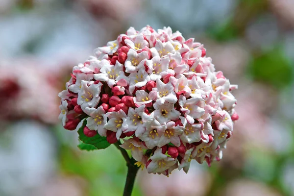 Blommor Populärt Används För Trädgårdsdekoration — Stockfoto