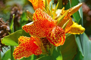 Çiçekler genellikle bahçe dekorasyonu için kullanılır.