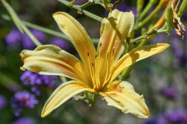 Sarı yaban çiçeği, altı uzun taç yaprağı ve ipeksi bir dokusu var.