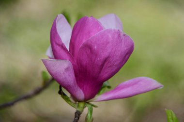 Yabani çiçekler. Dekorasyon aşıkları için özel ilgi çekiciler. Güzel renkleri ve kokuları için..