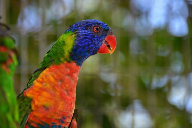 Kentucky Down Under Adventure Zoo At Mağarası, KY ABD. 13 Temmuz 2019 Dost gökkuşağı lorikeetleri parkın ilgi odağı.