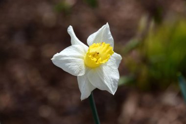 Yabani çiçekler. Dekorasyon aşıkları için özel ilgi çekiciler. Güzel renkleri ve kokuları için..