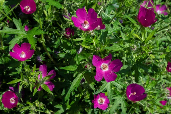 Chiamato Purple Poppy Mallow Callirhoe Involuta Sono Fiori Uso Popolare — Foto Stock