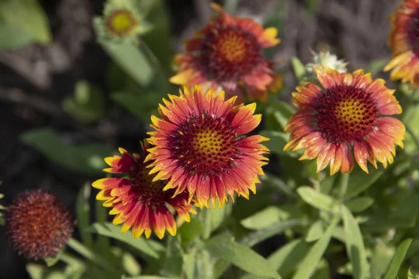 Dies Ist Die Farbenfrohe Goblin Gaillardia Blume Mit Ihren Kirschroten lizenzfreie Stockfotos