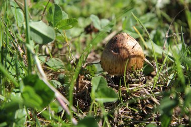 Çalılar kokusu: mantar