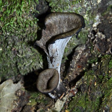 Çalılar kokusu: mantar