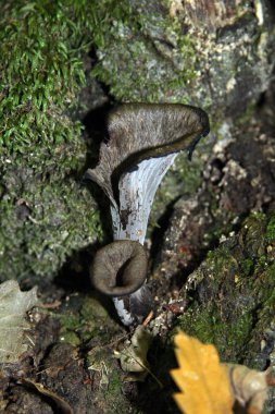 Çalılar kokusu: mantar