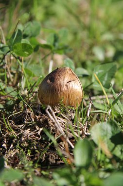 Çalılar kokusu: mantar