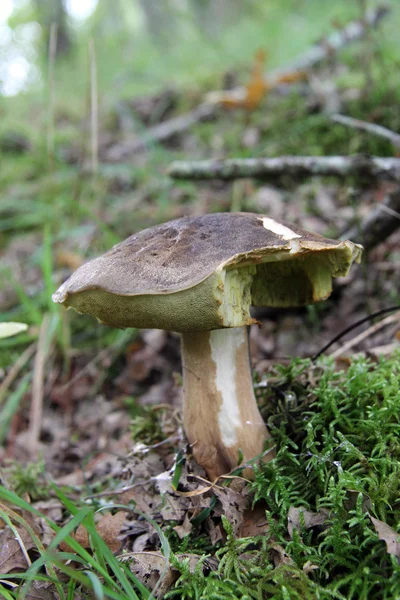 L'odeur du sous-bois : champignons — Photo