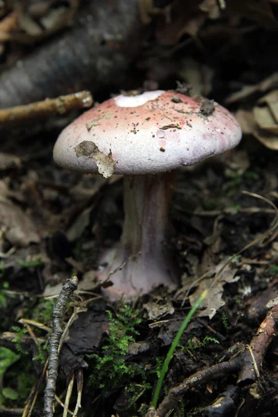 Il profumo del sottobosco: funghi — Foto Stock