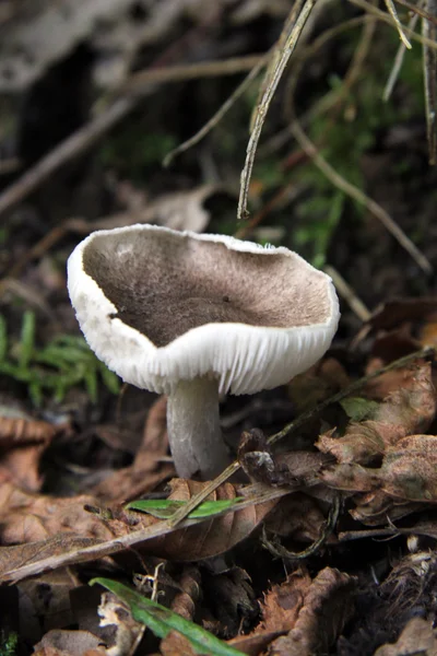 Il profumo del sottobosco: funghi — Foto Stock