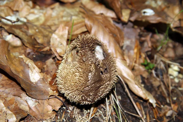 Der Duft des Unterholzes: Pilze — Stockfoto