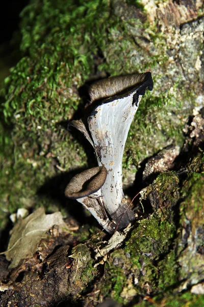 Il profumo del sottobosco: funghi — Foto Stock