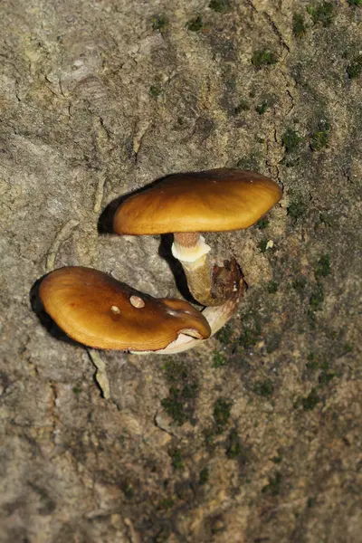 The scent of the undergrowth: mushrooms — Stock Photo, Image