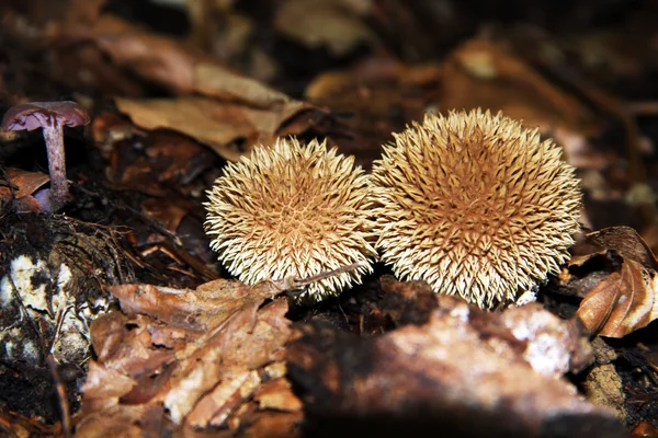 L'odeur du sous-bois : champignons — Photo