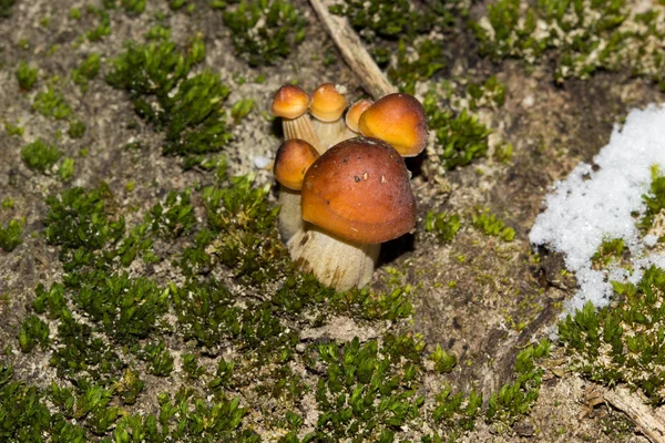 Il profumo del sottobosco: funghi — Foto Stock