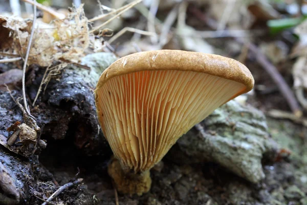 Запах подлеска: грибы — стоковое фото