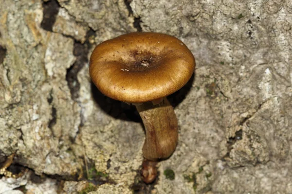 De geur van het kreupelhout: paddestoelen — Stockfoto