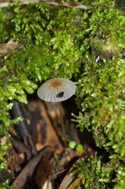 Çalılar kokusu: mantar