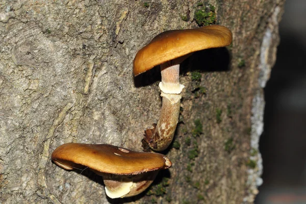 Il profumo del sottobosco: funghi — Foto Stock