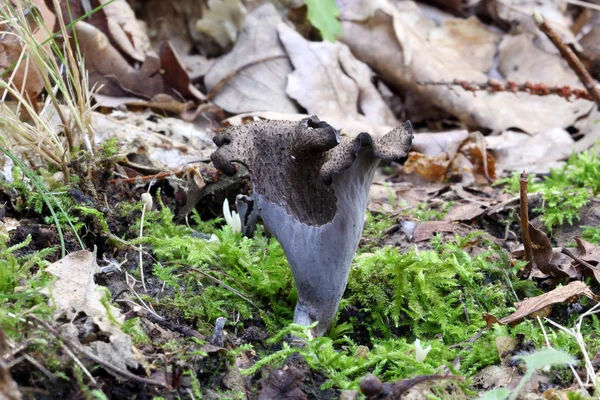 Der Duft des Unterholzes: Pilze — Stockfoto