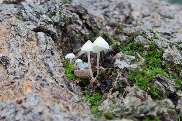 Il profumo del sottobosco: funghi — Foto Stock