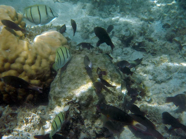 Tropiska fiskar i Polynesien — Stockfoto