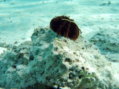 Tropikal balık Polinezyası