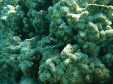 Tropikal balık Polinezyası